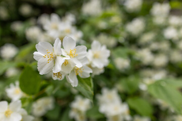 Blooming jasmine shrub on summer day. Blossoming Jasmine flowers in spring garden. Beauty in nature