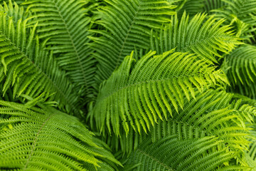 Beautiful fern leaf texture in nature. Natural ferns blurred background. Fern leaves. Fern plants...