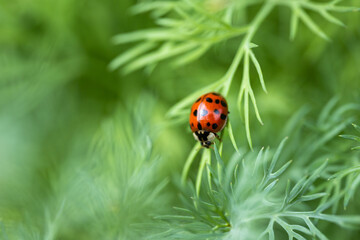 Ladybug crawls on a green leaf