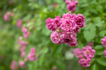 Rose flower on background blurry pink roses flower in the garden of roses. Nature