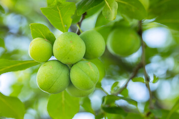 green plums on a branch, selective focus