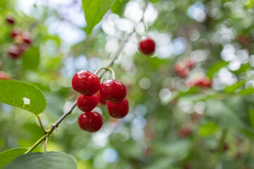 Branch of ripe cherries on a tree in a garden