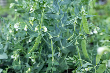 Young pea pods on a green pea plant. Pea pods ripening in the garden on sunny summer day. Beauty in nature