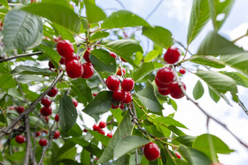 Ripe cherry in garden. Tree of red berries on green leaves background
