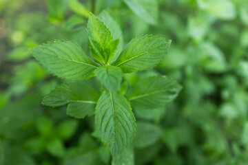 Green Mint Plant Grow Background close up mint leaf.