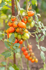 Part of a cherry tomato plant - ripe and green, basked in the sun
