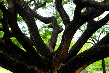 Fototapeta premium Rain tree. Samanca Saman (Jacq) Merr.