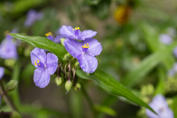 blue purple flower of Tradescantia virginiana plant