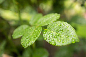 Lemon tree leaves. Water drops on lemon leaf. Flowing raindrops