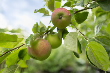 Unripe green apples with raindrops on a branch in the garden
