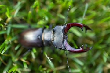 The European stag beetle Lucanus cervus: portrait of the body and of its enlarged mandibles