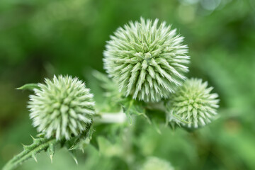 The globe thistle Echinops plant in the early flowering stage close-up