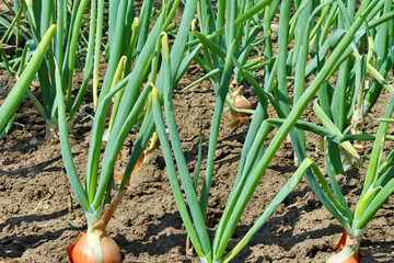 Fototapeta premium Green onions growing in the ground. Field plant vegetable concept. Greens and onions in the soil. Green onions and onions growing in the soil in lifestyle the garden.