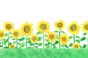PNG Cute sunflower field illustration outdoors blossom plant.