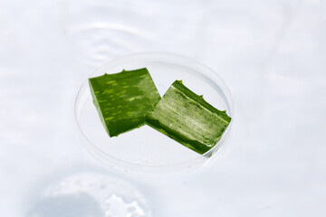 Aloe vera in petri dish on water