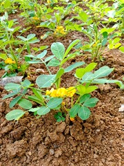 closeup photo of flowering peanut plants