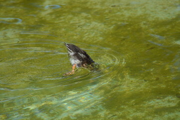 Fototapeta premium PATITOS BUCEO