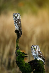 Owls at sunrise. Pair of boreal owls, Aegolius funereus, perched on rotten branch and observes surroundings. Typical small owl with big yellow eyes in first morning sun rays. Known as Tengmalm's ow
