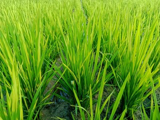 close up of rice plants that have not yet grained rice in a rice field