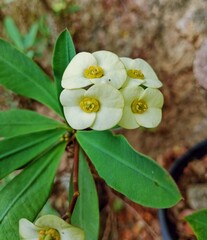 closeup photo of yellow euphoebia flower