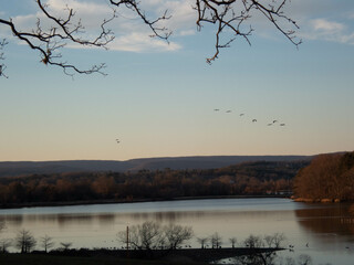 bare tree limb against the sky