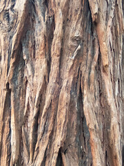 Obraz premium Abstract of tree bark