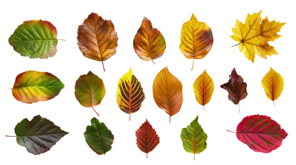 Group set collection of red, orange yellow and green autumn tree leaf or leaves isolated on transparent background. Fall season forest nature foliage, seasonal botany flora plant, September, October