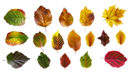 Group set collection of red, orange yellow and green autumn tree leaf or leaves isolated on transparent background. Fall season forest nature foliage, seasonal botany flora plant, September, October