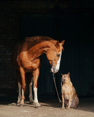 In a sunlit stable doorway, a chestnut horse with a white blaze interacts with a seated Thai...
