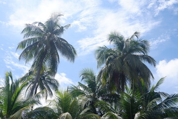 青い空とヤシの木
