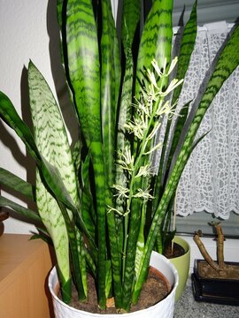Bogenhanf Bl&uuml;te