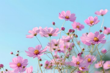 Naklejka premium Beautiful pink cosmos flowers blooming under a clear blue sky.