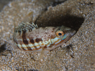 Comber - Serranus cabrilla