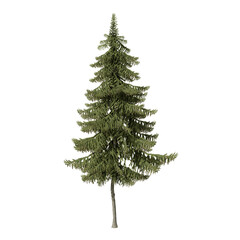 Picea obovata tree in the summer, a spruce native to Siberia, from the Ural Mountains and the Arctic tree line south to the northwestern Mongolia. Isolated for composition.