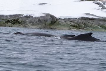 Obraz premium View of the back of humpback whale in the Southern Ocean
