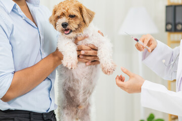 Veterinarians perform annual health examinations for dogs in animal hospital and vaccinate them against rabies to prevent infection. Taking dog for an annual health check from veterinarian specialist