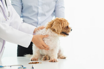 Veterinarians who specialize in veterinary medicine are examining health of dogs within animal hospital to look for diseases and injuries in dog . Taking dog for an annual health check from veterinary