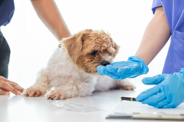 Veterinarian who specialize in veterinary medicine are examining health of dog within animal hospital look for diseases and injuries in dog. veterinarian is examining dog in hospita for treatment