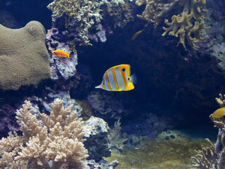 Beautiful butterflyfish passing by