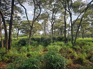 Giraffe collection Tall African mammal known for its long neck and legs.

