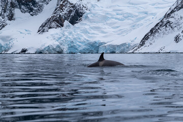 Fototapeta premium View of the back of killer whale in the Southern Ocean, Antarctica