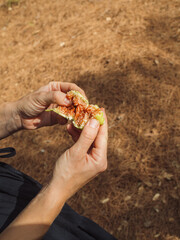 Woman’s hands opening a ripe fig showing its red juicy flesh. Vertical close-up shot.