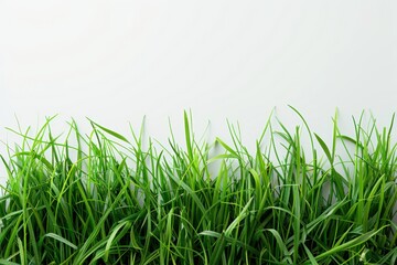 Obraz premium Fresh Green Grass Blades Against a Clean White Background in Natural Light