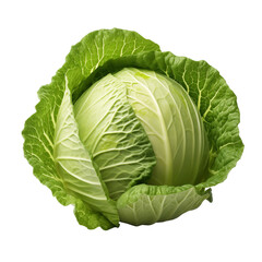 Fresh Green Cabbage