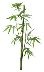 Fototapeta premium PNG Green bamboo with leaves plant green white background.