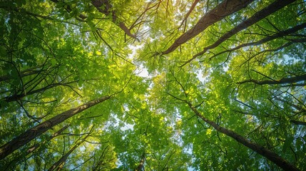 Obraz premium Enchanting Wilderness: Vibrant Forest Foliage in Untouched Natural Realm