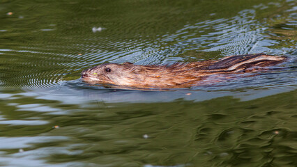 crocodile in the water