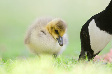 Canada Gosling Learning to Pick Grass