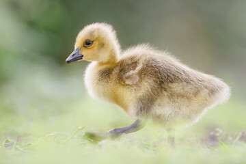 Canada Gosling Walking on Hazy Grass