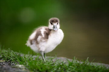 Egyptian Gosling Standing on a Riverbank